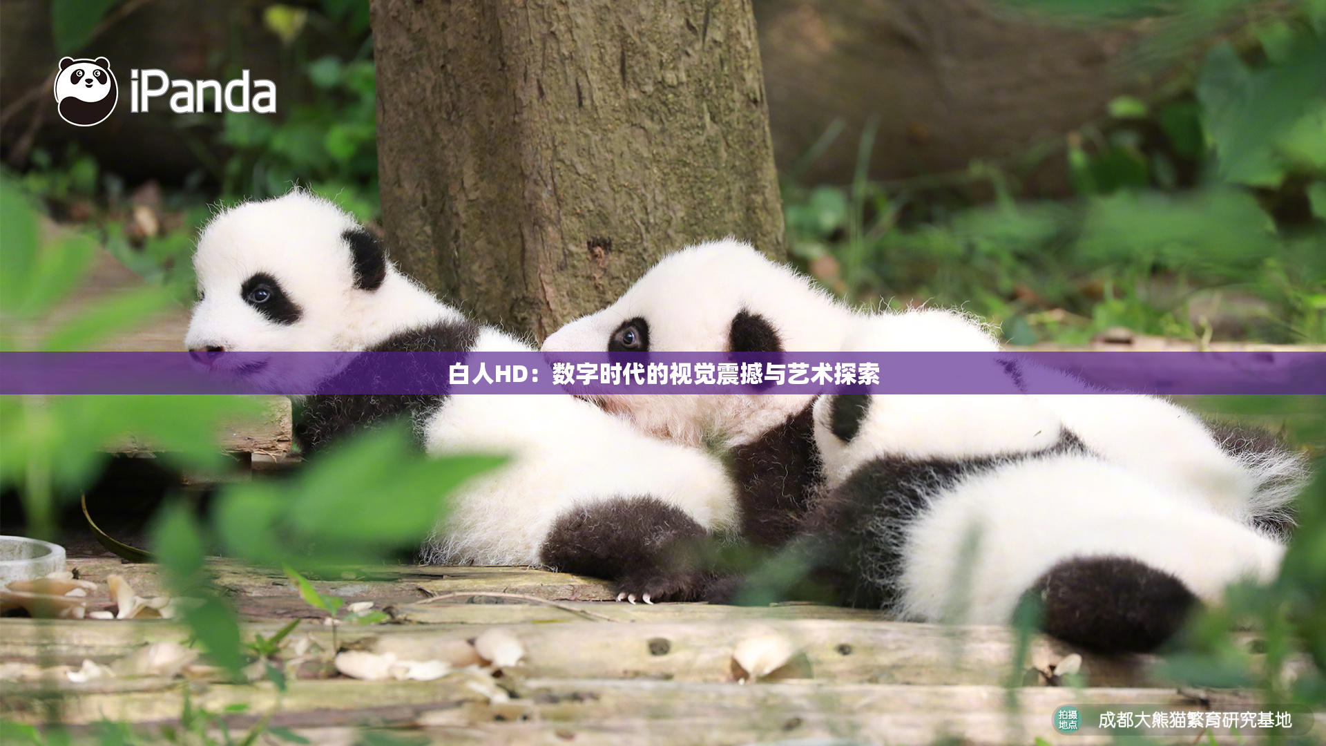白人HD：数字时代的视觉震撼与艺术探索