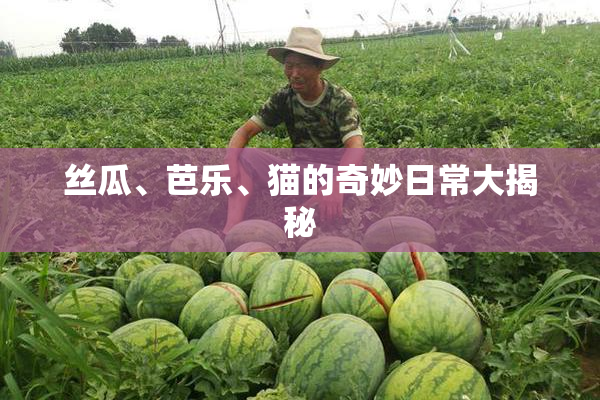 丝瓜、芭乐、猫的奇妙日常大揭秘