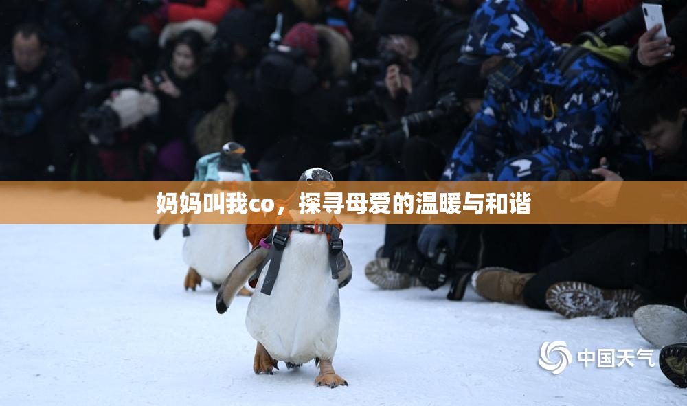妈妈叫我co，探寻母爱的温暖与和谐