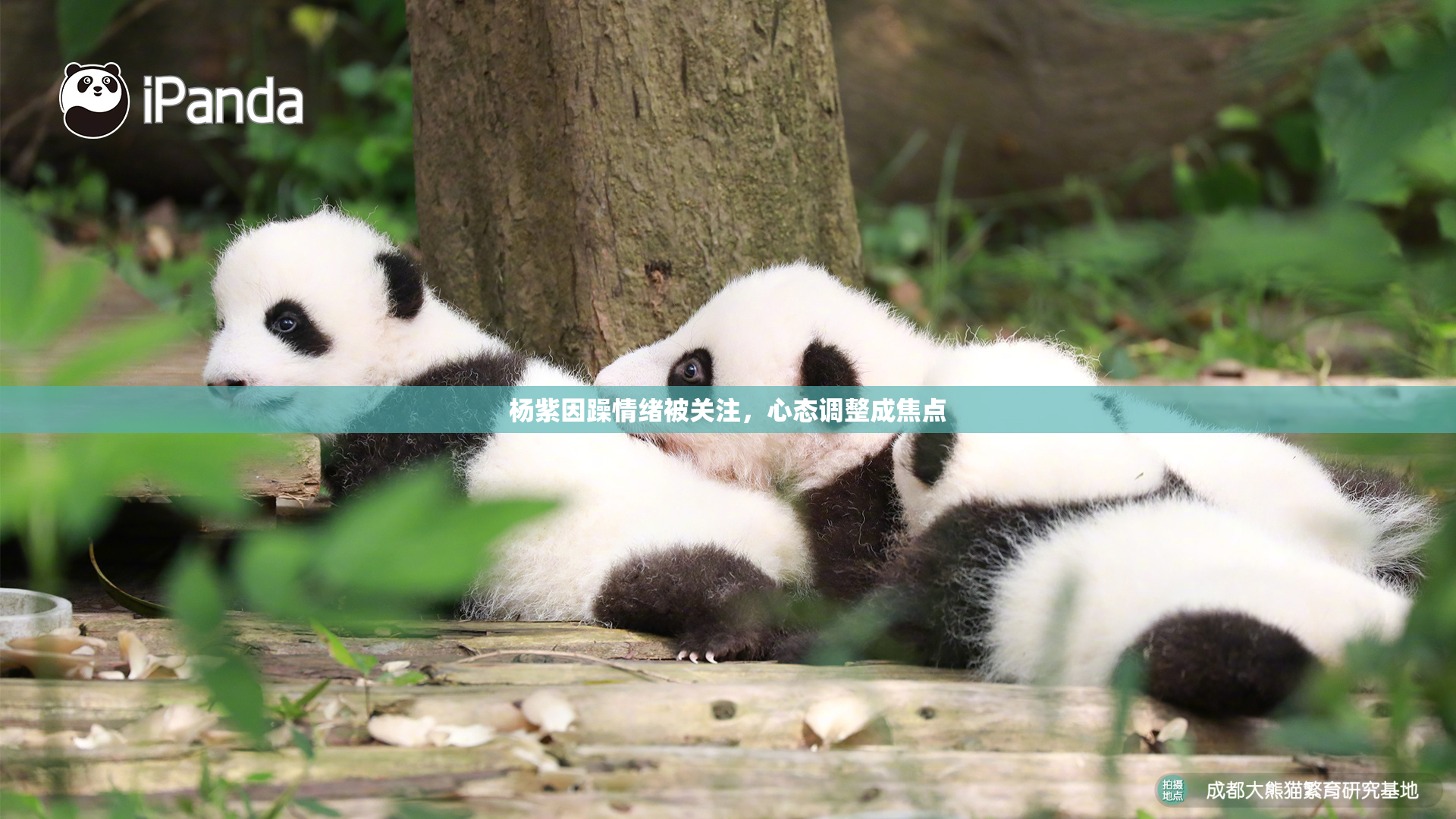 杨紫因躁情绪被关注，心态调整成焦点