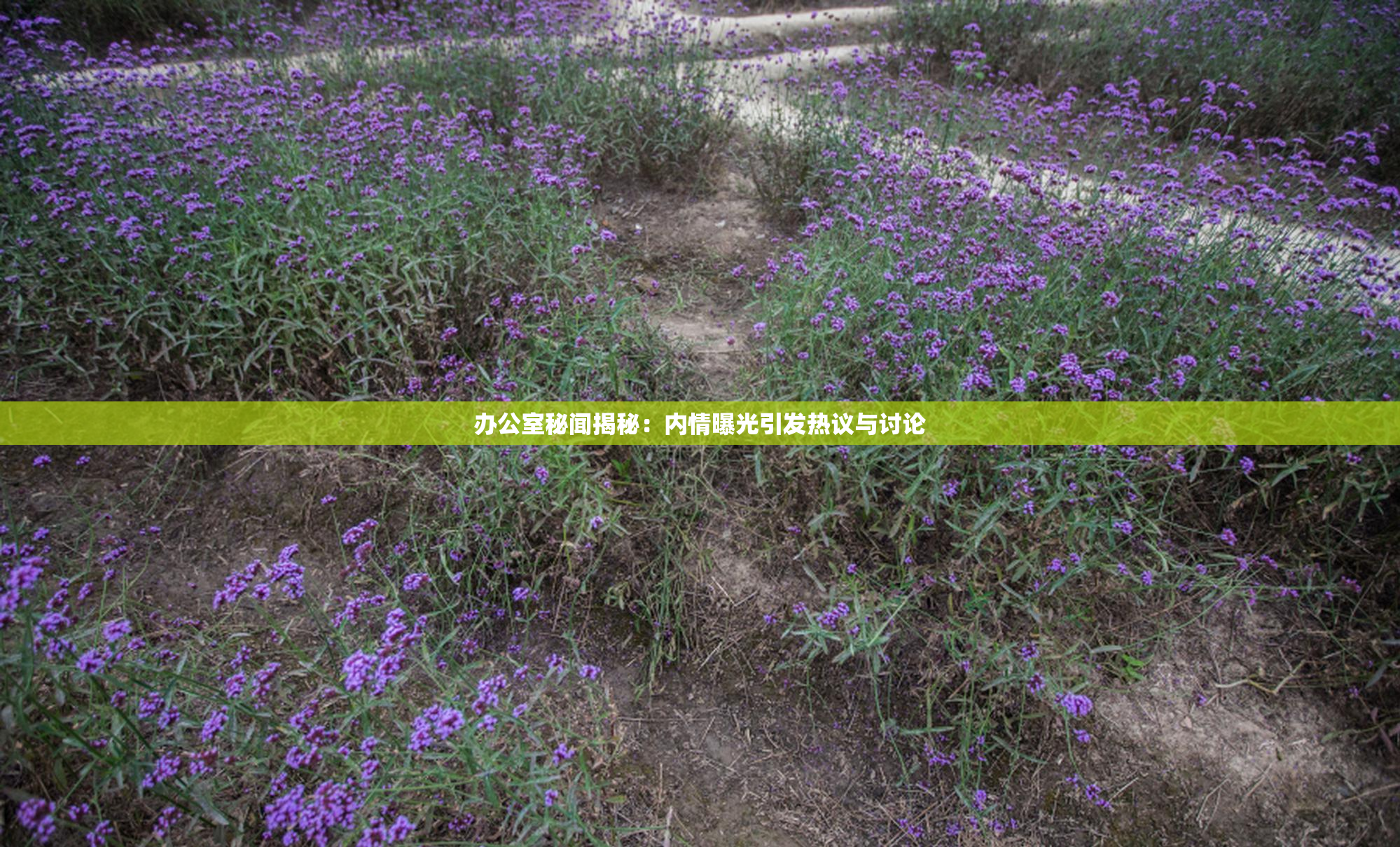 办公室秘闻揭秘：内情曝光引发热议与讨论