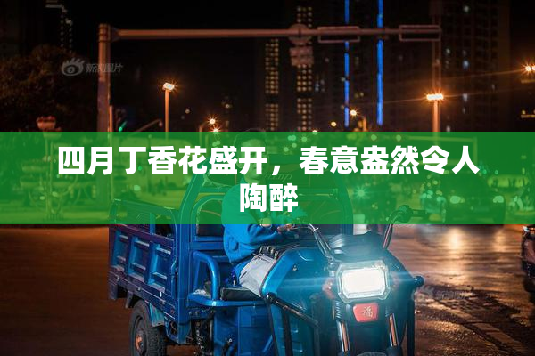 四月丁香花盛开，春意盎然令人陶醉