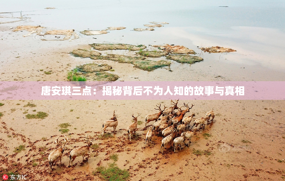唐安琪三点：揭秘背后不为人知的故事与真相