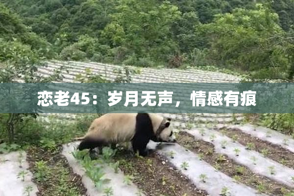 恋老45：岁月无声，情感有痕
