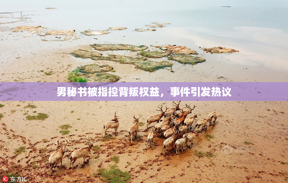 男秘书被指控背叛权益，事件引发热议