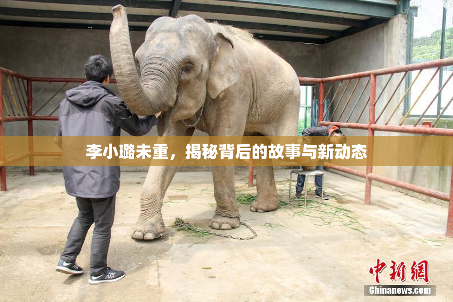 李小璐未重，揭秘背后的故事与新动态