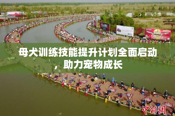 母犬训练技能提升计划全面启动，助力宠物成长