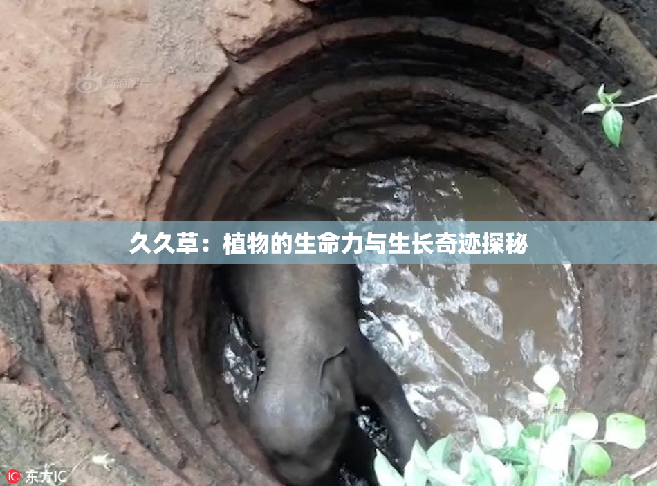 久久草：植物的生命力与生长奇迹探秘
