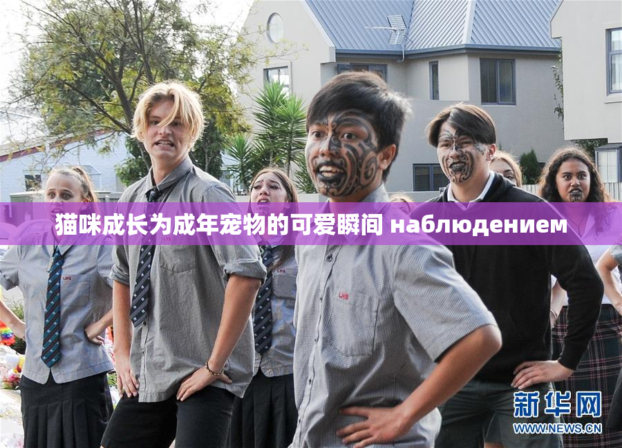 猫咪成长为成年宠物的可爱瞬间 наблюдением