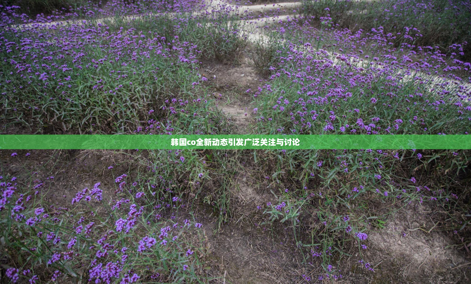 韩国co全新动态引发广泛关注与讨论