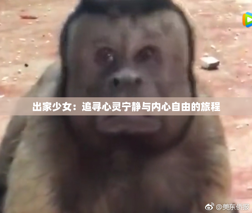 出家少女：追寻心灵宁静与内心自由的旅程