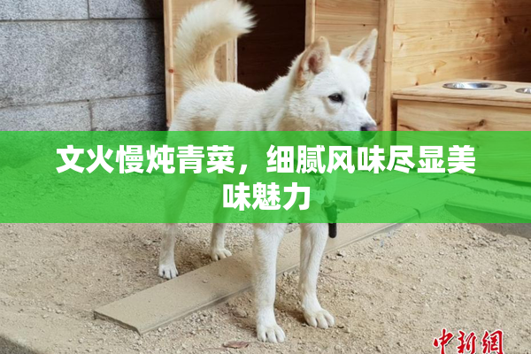 文火慢炖青菜，细腻风味尽显美味魅力