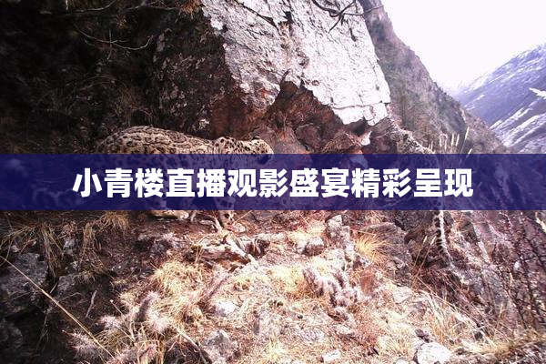 小青楼直播观影盛宴精彩呈现
