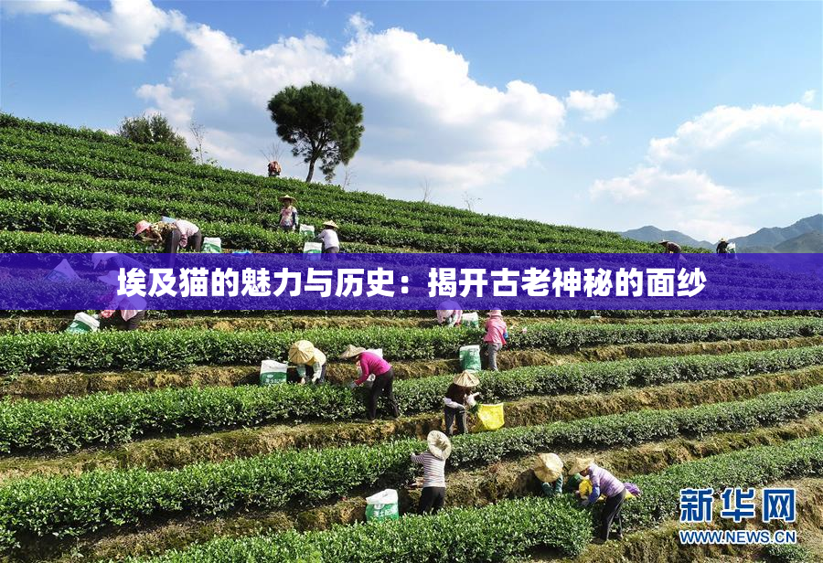 埃及猫的魅力与历史：揭开古老神秘的面纱