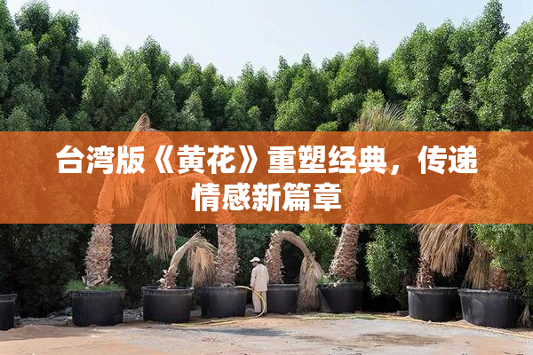 台湾版《黄花》重塑经典，传递情感新篇章