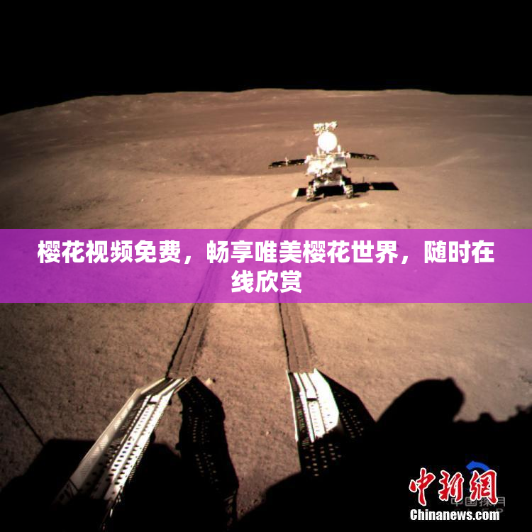 樱花视频免费，畅享唯美樱花世界，随时在线欣赏