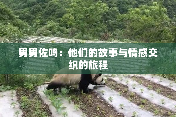 男男佐鸣：他们的故事与情感交织的旅程