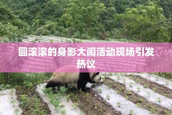 圆滚滚的身影大闹活动现场引发热议