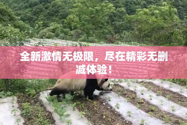 全新激情无极限，尽在精彩无删减体验！