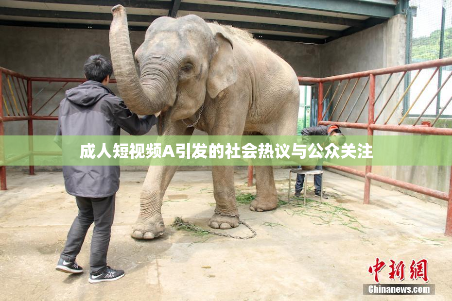 成人短视频A引发的社会热议与公众关注