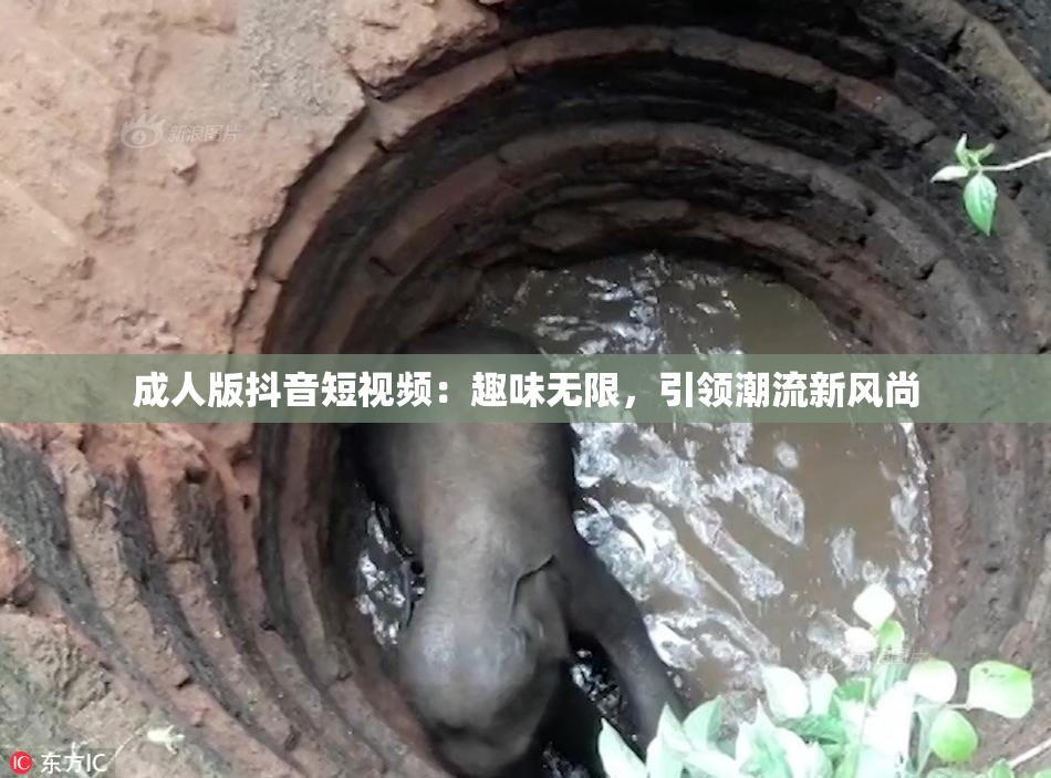 成人版抖音短视频：趣味无限，引领潮流新风尚