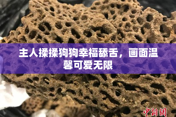 主人揉揉狗狗幸福舔舌，画面温馨可爱无限