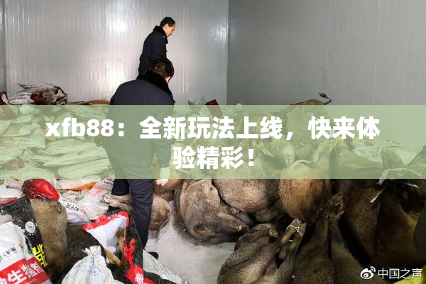 xfb88：全新玩法上线，快来体验精彩！