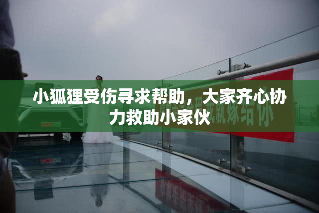 小狐狸受伤寻求帮助，大家齐心协力救助小家伙