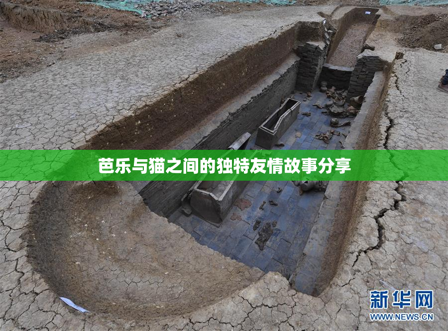 芭乐与猫之间的独特友情故事分享