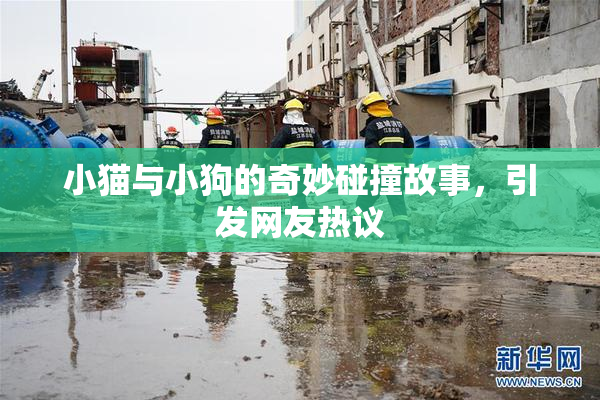 小猫与小狗的奇妙碰撞故事，引发网友热议