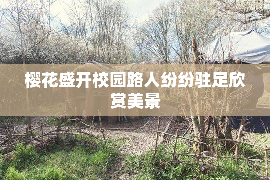 樱花盛开校园路人纷纷驻足欣赏美景