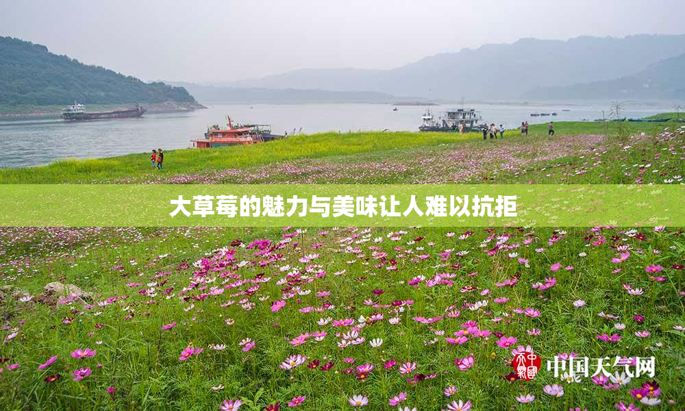 大草莓的魅力与美味让人难以抗拒