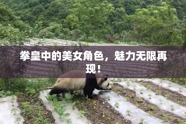 拳皇中的美女角色，魅力无限再现！