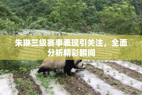 朱琳三级赛事表现引关注，全面分析精彩瞬间