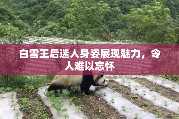 白雪王后迷人身姿展现魅力，令人难以忘怀