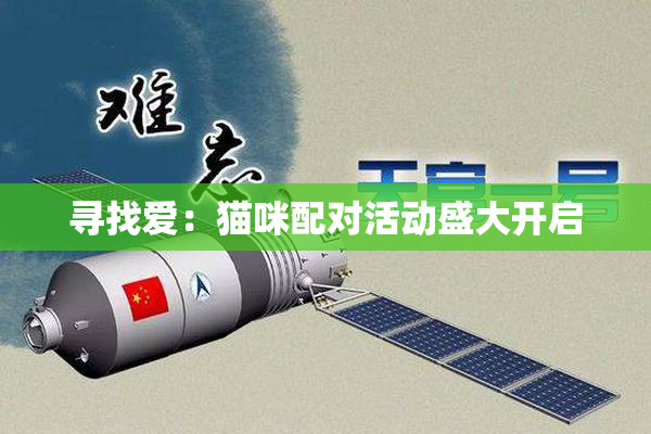 寻找爱：猫咪配对活动盛大开启