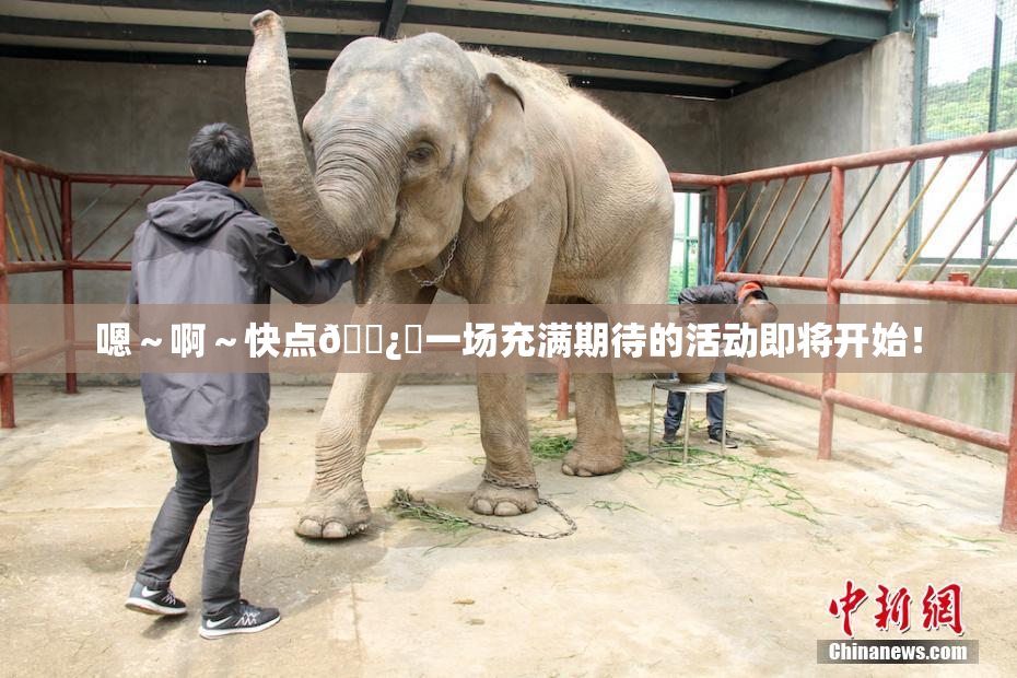 嗯～啊～快点🌿‌一场充满期待的活动即将开始！