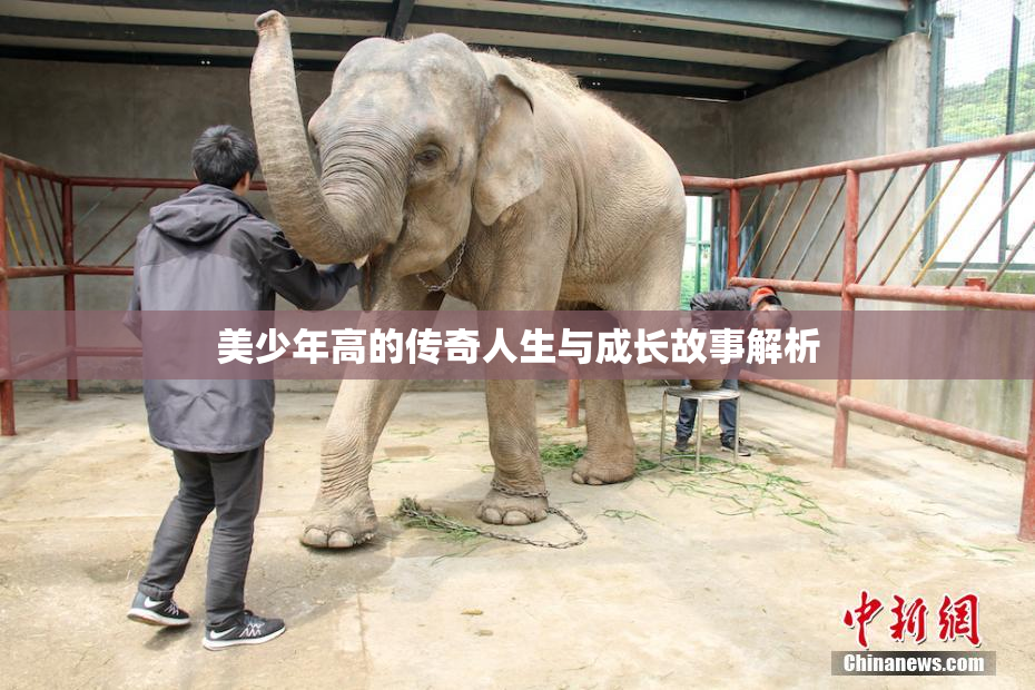 美少年高的传奇人生与成长故事解析