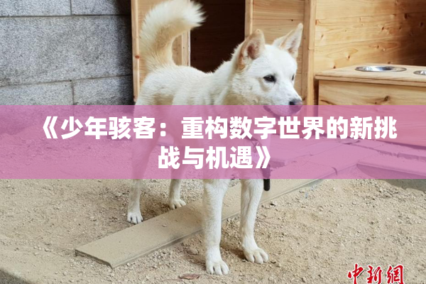 《少年骇客：重构数字世界的新挑战与机遇》
