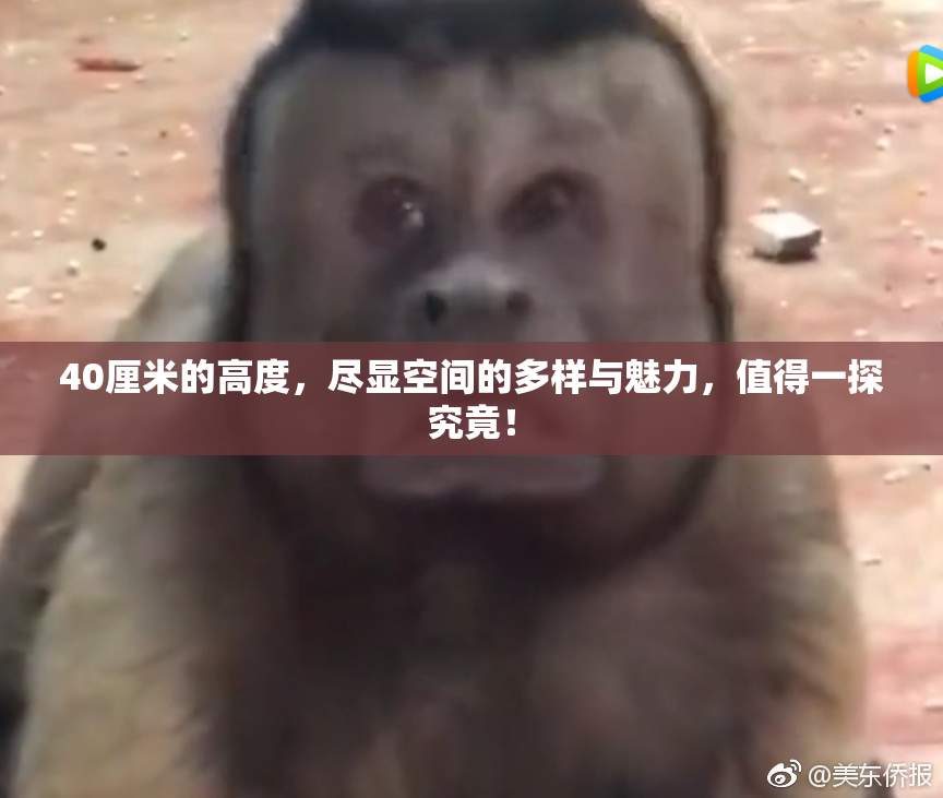 40厘米的高度，尽显空间的多样与魅力，值得一探究竟！