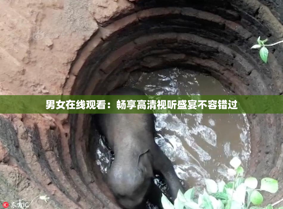 男女在线观看：畅享高清视听盛宴不容错过