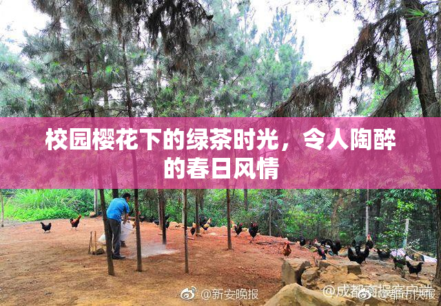校园樱花下的绿茶时光，令人陶醉的春日风情
