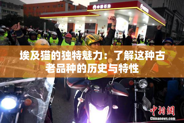 埃及猫的独特魅力：了解这种古老品种的历史与特性