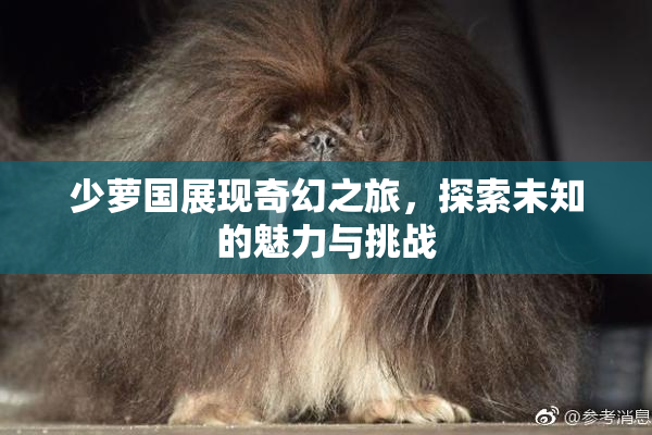 少萝国展现奇幻之旅，探索未知的魅力与挑战