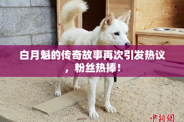 白月魁的传奇故事再次引发热议，粉丝热捧！