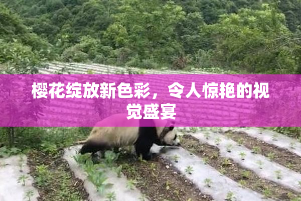 樱花绽放新色彩，令人惊艳的视觉盛宴