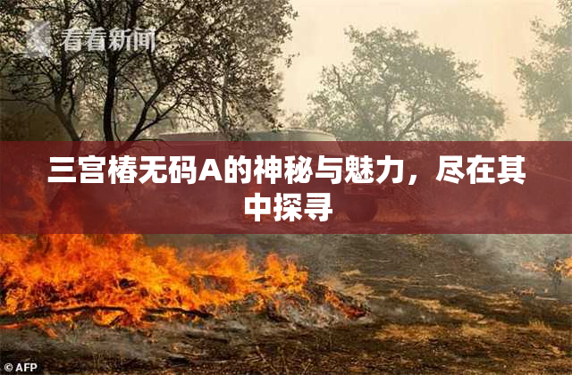 三宫椿无码A的神秘与魅力，尽在其中探寻