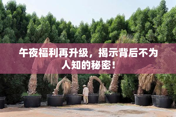 午夜福利再升级，揭示背后不为人知的秘密！
