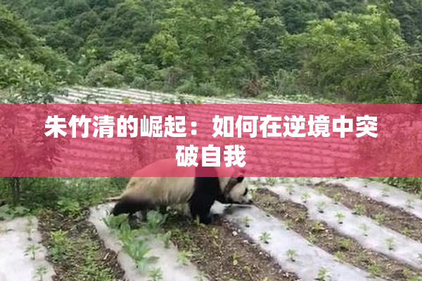 朱竹清的崛起：如何在逆境中突破自我