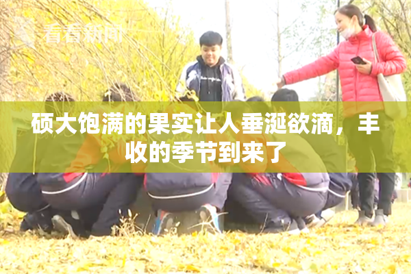硕大饱满的果实让人垂涎欲滴，丰收的季节到来了